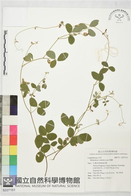 鹿藿藏品圖，第1張