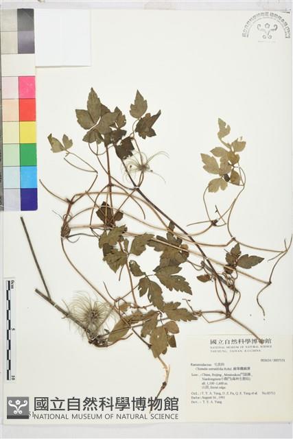 齒葉鐵線蓮藏品圖，第1張