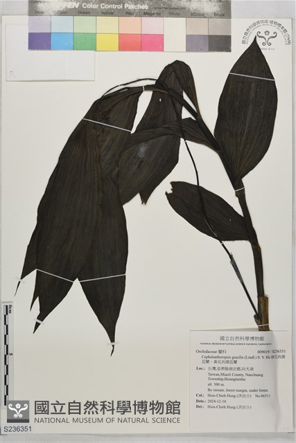 綠花肖頭蕊蘭、黃花肖頭蕊蘭藏品圖，第1張