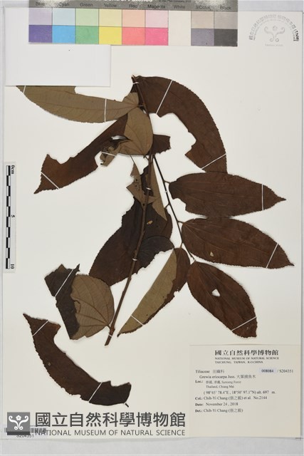 大葉捕魚木藏品圖，第1張