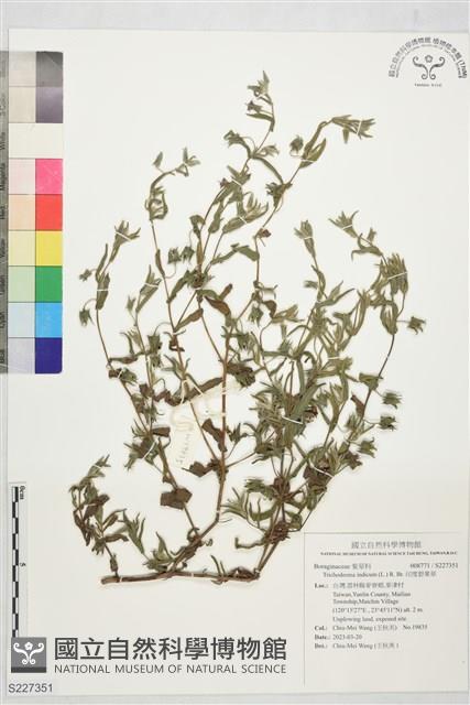 印度碧果草藏品圖，第1張