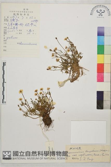 絲葉毛茛藏品圖，第1張