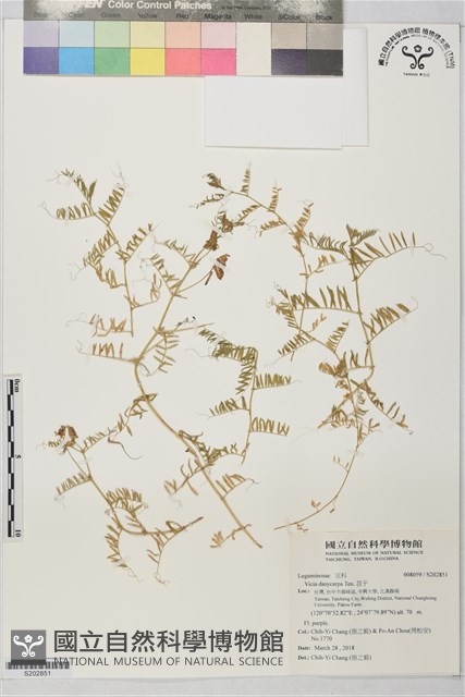 苕子藏品圖，第1張
