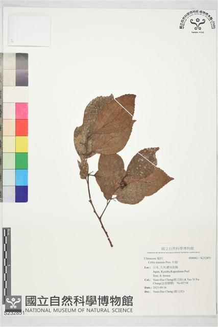 朴樹藏品圖，第1張