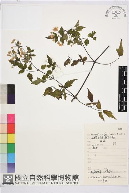 短尾鐵線蓮藏品圖，第1張