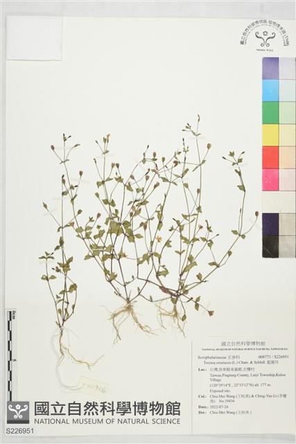 藍豬耳藏品圖，第1張