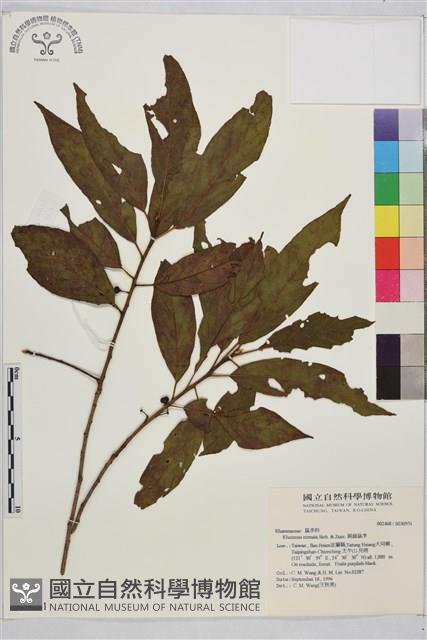 鈍齒鼠李藏品圖，第2張