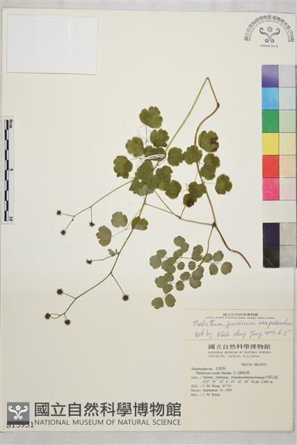 微毛爪哇唐松草藏品圖，第1張