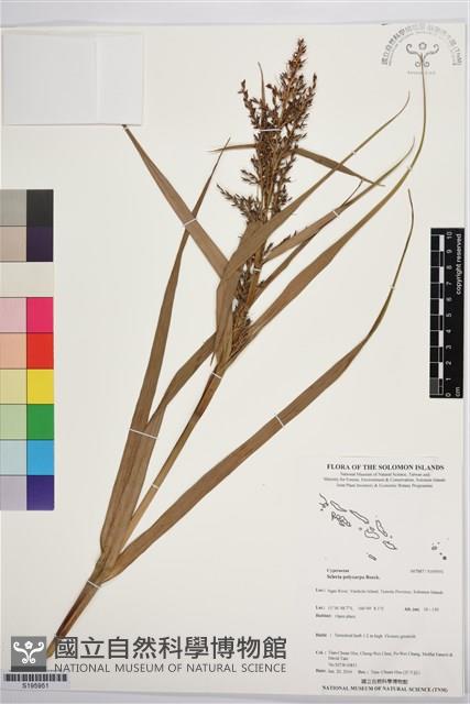 登錄號:S195951藏品圖，第1張