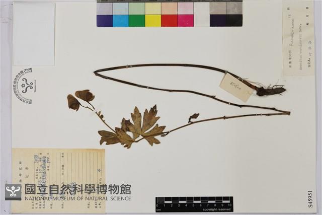 烏頭藏品圖，第1張