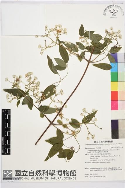 梨山小蓑衣藤藏品圖，第1張