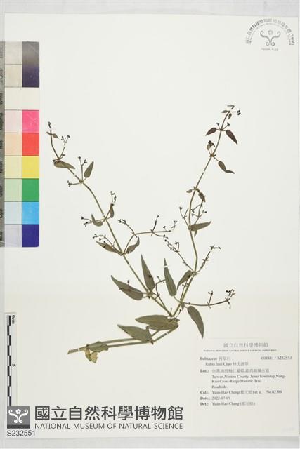 林氏茜草藏品圖，第1張
