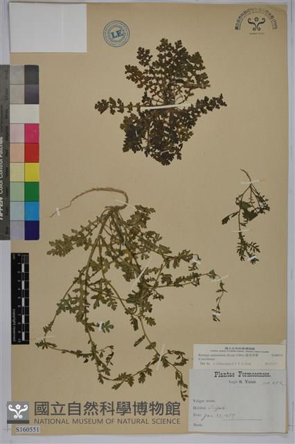 廣東葶藶藏品圖，第1張