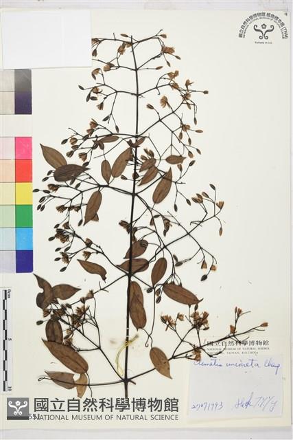 柱果鐵線蓮藏品圖，第2張