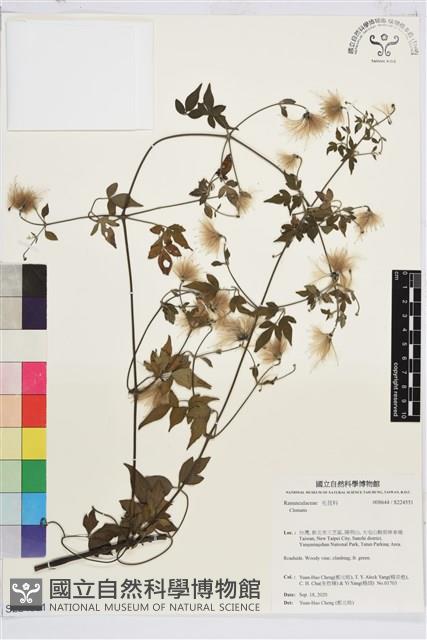 勝任鐵線蓮藏品圖，第1張