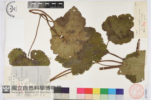 水棉花藏品圖，第1張