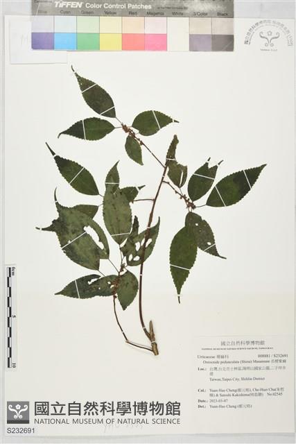 長梗紫麻藏品圖，第1張