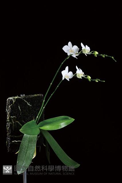 登錄號:S205691藏品圖，第1張