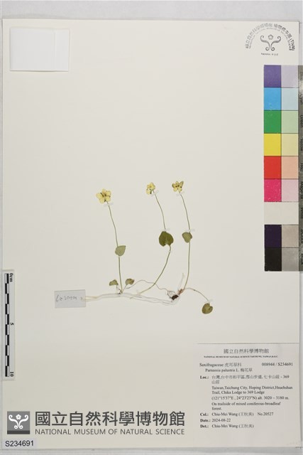 梅花草藏品圖，第1張
