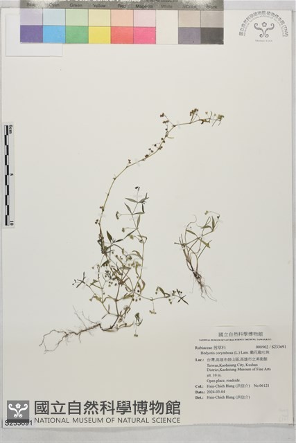 繖花龍吐珠藏品圖，第1張