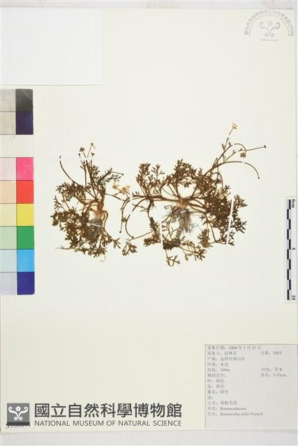 肉根毛茛藏品圖，第1張