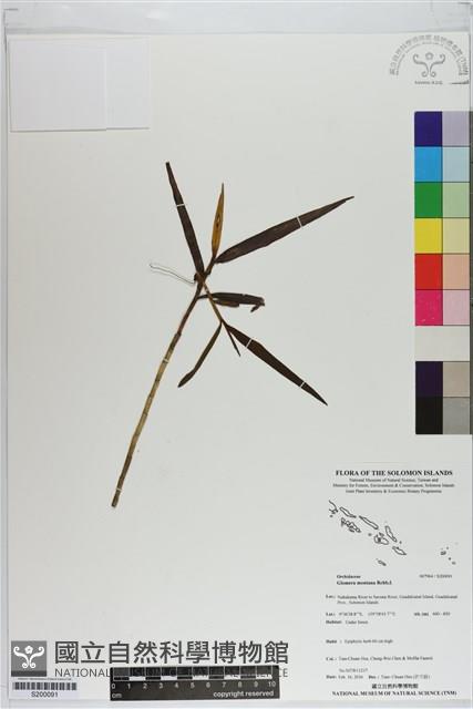 登錄號:S200091藏品圖，第1張