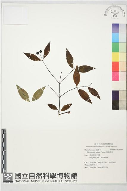細軸蕘花藏品圖，第1張