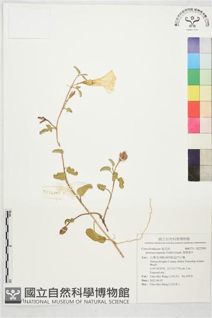 厚葉牽牛藏品圖，第1張