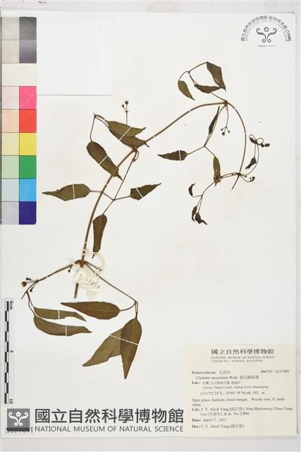 麥氏鐵線蓮藏品圖，第1張