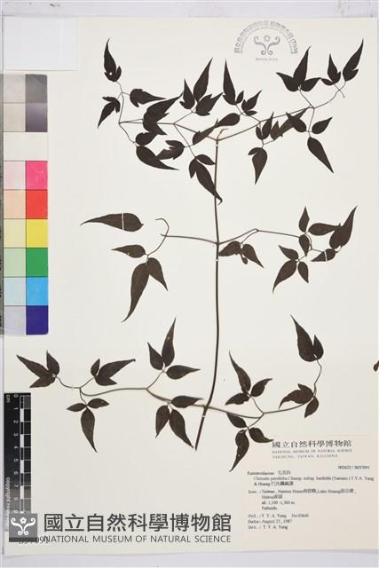 巴氏鐵線蓮藏品圖，第2張