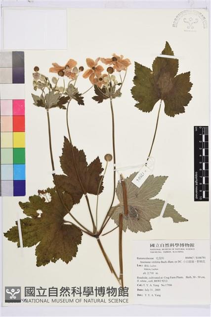 小白頭翁、野棉花藏品圖，第1張