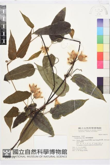 亨利氏鐵線蓮藏品圖，第1張