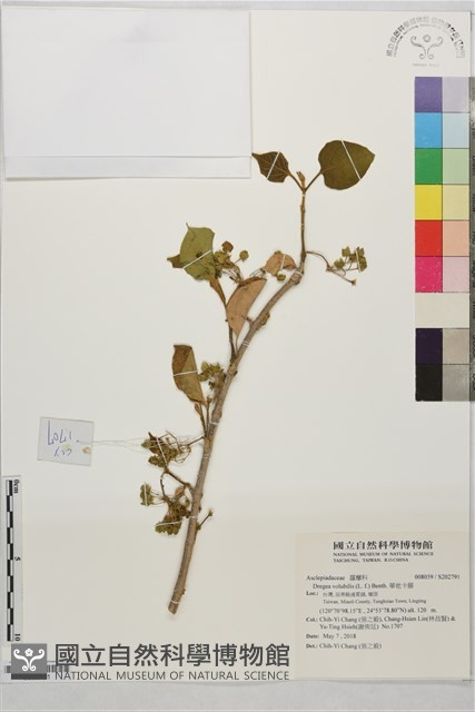 華他卡藤藏品圖，第1張
