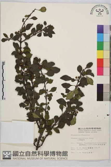 小葉鼠李藏品圖，第1張