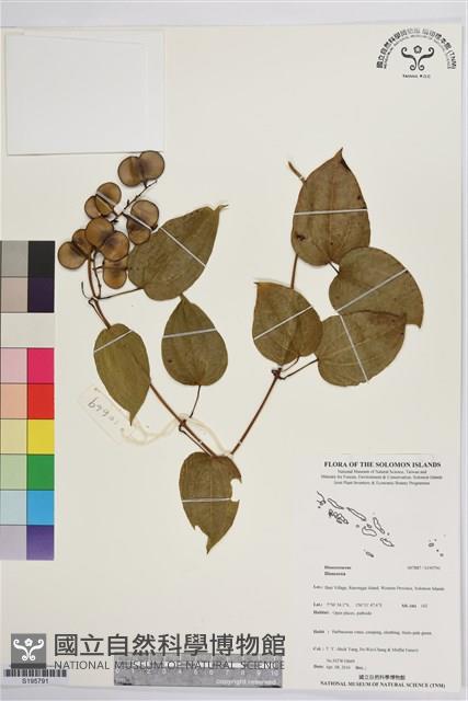 登錄號:S195791藏品圖，第1張