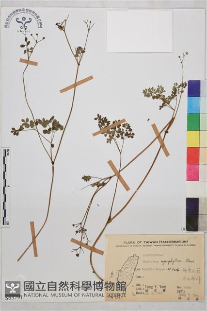 密葉唐松草藏品圖，第1張