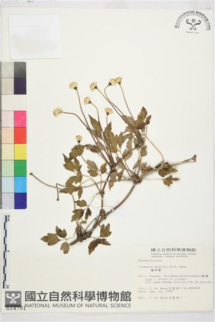 繡球藤藏品圖，第1張