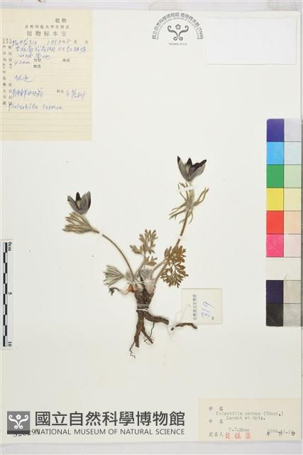 朝鮮白頭翁藏品圖，第1張