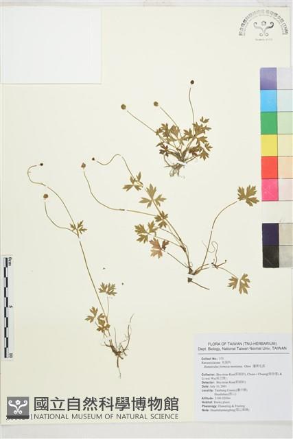 蓬萊毛茛藏品圖，第1張