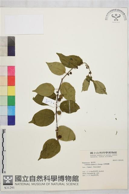 亞洲濱棗藏品圖，第2張