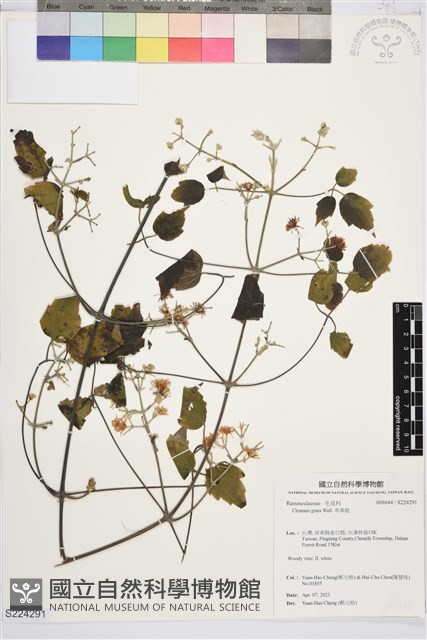 串鼻龍藏品圖，第1張