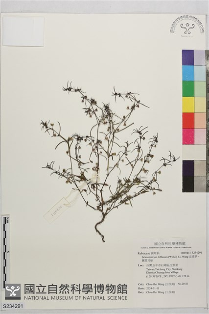 定經草，圓莖耳草藏品圖，第1張