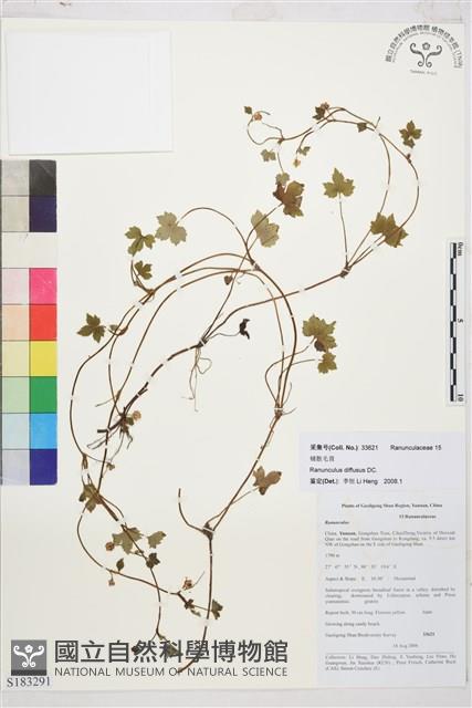 鋪散毛茛藏品圖，第1張