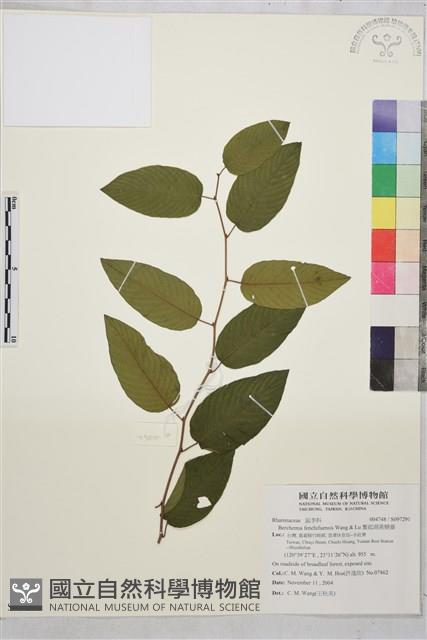 奮起湖黃鱔藤藏品圖，第1張