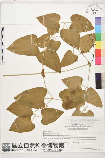 田代氏鐵線蓮藏品圖，第1張