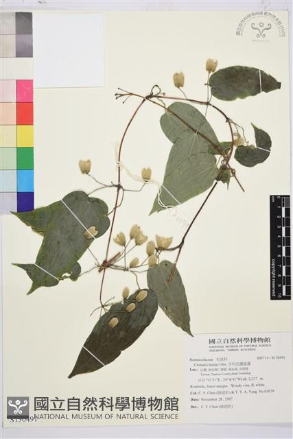 亨利氏鐵線蓮藏品圖，第1張