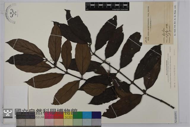 琉球雞屎樹藏品圖，第1張