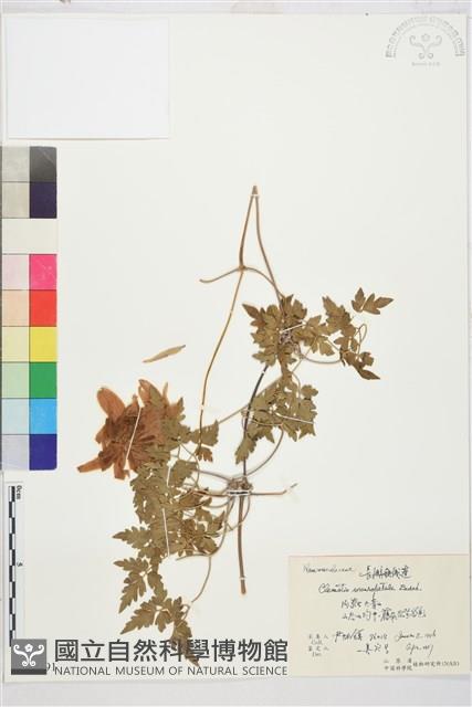 大花鐵線蓮藏品圖，第1張