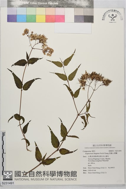 里龍山澤蘭藏品圖，第1張
