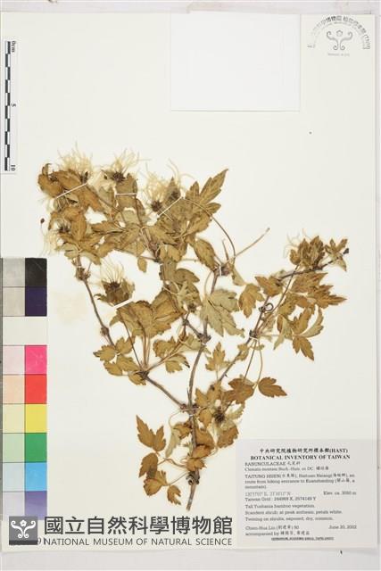 繡球藤藏品圖，第1張